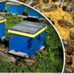 Bišu ziemošanas noslēpumi: biškopis stāsta, kā sagatavot stropu un nezaudēt ģimeni Bišu ziemošanas noslēpumi: biškopis stāsta, kā sagatavot stropu un nezaudēt