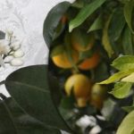 C vitamīns uz palodzes: kā mājās izaudzēt apelsīnu koku