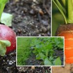 Dārzeņu dārzs septembrī: ko sēt, lai baudītu zaļumus un dārzeņus