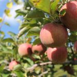 Dārznieks pastāstīja, kā pareizi novākt ābolus, lai saglabātu tos ziemai. Dārznieks pastāstīja, kā pareizi novākt ābolus, lai saglabātu tos ziemai.