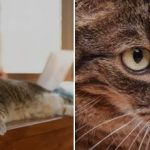 Kā atradināt kaķi no kāpšanas uz galda: veterinārārsts sniedz vienkāršus padomus Kā atradināt kaķi no kāpšanas uz galda: veterinārārsts sniedz vienkāršus