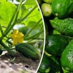 Kā audzēt gurķus rudenī: triki un labākās šķirnes ražas novākšanai