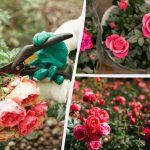 Kā izaudzēt veselu dobi no vienas rozes: metode, kas noderēs pat iesācējiem Kā izaudzēt veselu dobi no vienas rozes: metode, kas noderēs