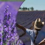 Kā no viena lavandas krūma izaudzēt 20 jaunus lavandas krūmus: lavandas krūmu pavairošanas noslēpumi Kā no viena lavandas krūma izaudzēt 20 jaunus lavandas krūmus: