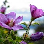 Kā pareizi apgriezt hibiskus, lai iegūtu sulīgu krūmu Kā pareizi apgriezt hibiskus, lai iegūtu sulīgu krūmu