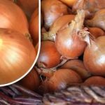 Kā uzglabāt sīpolus, lai tie neizaugtu pirms vasaras: dārznieks ir