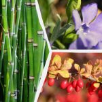 Kādus dekoratīvos augus labāk nesaudzēt mājas tuvumā: eksperti nosauca 10