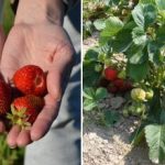 Kāpēc zemenes labāk stādīt rudenī: nosaukts ideālais stādīšanas laiks