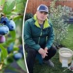 Melleņu rudens vairogs: trīs vienkārši soļi, lai pasargātu krūmus no ziemas slimībām Melleņu rudens vairogs: trīs vienkārši soļi, lai pasargātu krūmus no