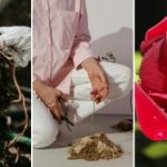 No viena spraudeņa izaug rožu jūra: dārzkopības noslēpums, kas noderēs ikvienam No viena spraudeņa izaug rožu jūra: dārzkopības noslēpums, kas noderēs