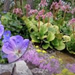 Rudens atzarošanas kļūdas: kurus augus labāk atstāt mierā līdz pavasarim Rudens atzarošanas kļūdas: kurus augus labāk atstāt mierā līdz pavasarim