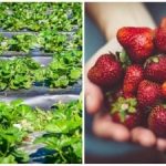 Rudens noslēguma akords: vienkāršas darbības, kas ietekmē nākamās sezonas ogas Rudens noslēguma akords: vienkāršas darbības, kas ietekmē nākamās sezonas ogas