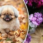 Stādīšanas kalendārs 2025. gada novembrim: kas laicīgi jāstāda Stādīšanas kalendārs 2025. gada novembrim: kas laicīgi jāstāda