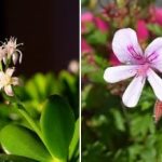 To nevar iegādāties veikalā: "vecmāmiņas" barība visu augu sulīgai ziedēšanai. To nevar iegādāties veikalā: “vecmāmiņas” barība visu augu sulīgai ziedēšanai.