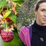 Viena karote mēslojuma visu atrisina: kā rudenī stādīt avenes, lai iegūtu bagātīgu ražu? Viena karote mēslojuma visu atrisina: kā rudenī stādīt avenes, lai