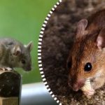 Žurkas un peles izklīdīs un pazudīs uz visiem laikiem, ja