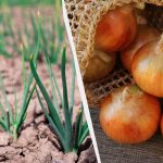 7 garšīgākās un ražīgākās ziemas sīpolu šķirnes: jūs tos ievāksiet maisos 7 garšīgākās un ražīgākās ziemas sīpolu šķirnes: jūs tos ievāksiet