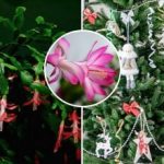 Decembrī ziedēs Ziemassvētku dienā: noslēpums slēpjas nevis barošanā, bet gan temperatūrā. Decembrī ziedēs Ziemassvētku dienā: noslēpums slēpjas nevis barošanā, bet gan