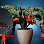 Kā barot kafijas dekabristu: dabīgais mēslojums Ziemassvētkos paveiks brīnumu Kā barot kafijas dekabristu: dabīgais mēslojums Ziemassvētkos paveiks brīnumu