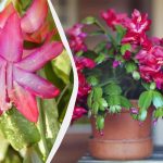 Kā panākt, lai dekabrista uzziedētu pirms Ziemassvētkiem Kā panākt, lai dekabrista uzziedētu pirms Ziemassvētkiem