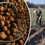 Kā ukraiņu kartupeļi ir unikāli - kas pārsteidza britus Kā ukraiņu kartupeļi ir unikāli – kas pārsteidza britus