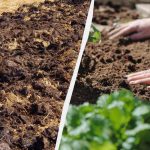 Kas pirms ziemas jānogrābj dārzeņu dārzā: lifehack, ko zina tikai pieredzējuši dārzeņu dārznieki Kas pirms ziemas jānogrābj dārzeņu dārzā: lifehack, ko zina tikai