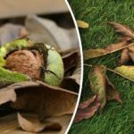 Ko darīt ar valriekstu lapām rudenī: noderīgi veidi, kā tās