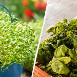 Ko varat stādīt zem ziemas, lai pārspētu kaimiņus: svaigi garšaugi aprīlī Ko varat stādīt zem ziemas, lai pārspētu kaimiņus: svaigi garšaugi