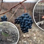 Ne agrošķiedra, ne lapas: kā pasargāt vīnogu stādus no salnām un atkušņiem Ne agrošķiedra, ne lapas: kā pasargāt vīnogu stādus no salnām