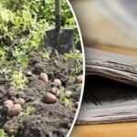 Pienācis laiks veidot krājumus: kā izmantot vecas avīzes dārzā un dārzeņu dārzā? Pienācis laiks veidot krājumus: kā izmantot vecas avīzes dārzā un