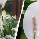 Spathiphyllum bagātīgi ziedēs, ja ziemā podam pievienosiet šo svarīgo sastāvdaļu.