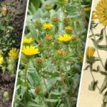 Ukrainā izplatās bīstams augs: ko mēs par to zinām Ukrainā izplatās bīstams augs: ko mēs par to zinām