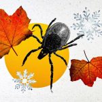 Vai ērces pazūd ziemā: ārsts pastāstīja, kur tās slēpjas un vai tās var iekost Vai ērces pazūd ziemā: ārsts pastāstīja, kur tās slēpjas un