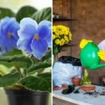 Viena karote, un jums būs ziedu "cepurīte": visefektīvākais un ekonomiski izdevīgākais mēslojums augiem. Viena karote, un jums būs ziedu “cepurīte”: visefektīvākais un ekonomiski