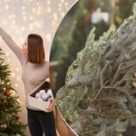 Dzīva Ziemassvētku eglīte ilgi stāvēs un nenokritīs: kā paildzināt Ziemassvētku